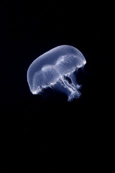 Junior Jellyfish Rhizostoma pulmo, Nikonos V, 1:3 Macro, ... by Lyubomir Klissurov 